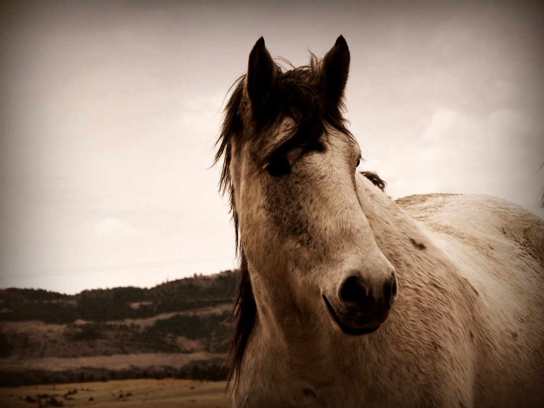 Rent or Buy a Horse - Big Sky Horse Leasing