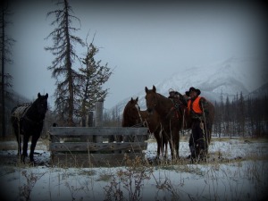 Rent Horses for Fall - Big Sky Horse Leasing